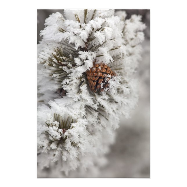 Lodgepole Pine Kegel im Winter in Yellowstone Fotodruck (Vorne)