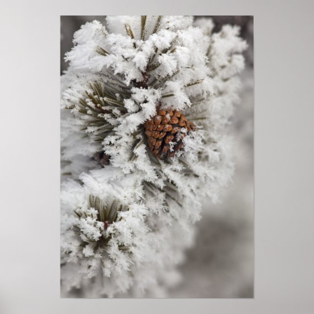 Lodgepole Pine Kegel im Winter in Yellowstone Poster (Vorne)