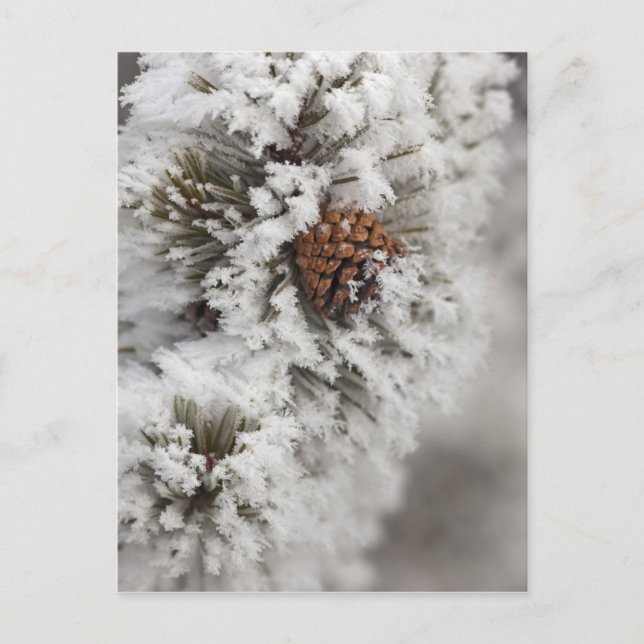 Lodgepole Pine Kegel im Winter in Yellowstone Postkarte (Vorderseite)