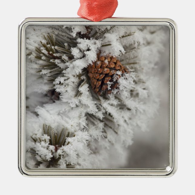 Lodgepole Pine Kegel im Winter in Yellowstone Silbernes Ornament (Vorne)