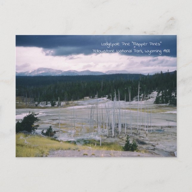 Lodgepole Pine Yellowstone Nationalpark 1968 Postkarte (Vorderseite)