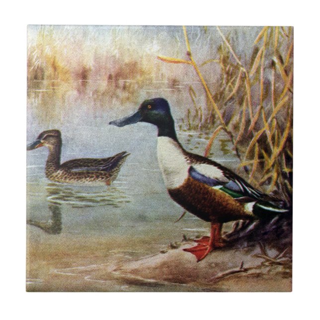 Löffelente duckt Vintage Illustration Fliese (Vorderseite)