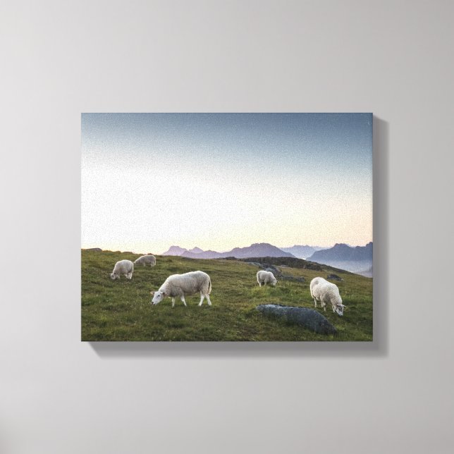 Lofoten Islands Sheep Leinwanddruck (Vorderseite)