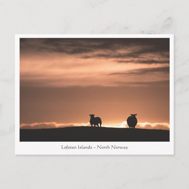 Lofoten Sunset Sheep Postkarte (Vorderseite)