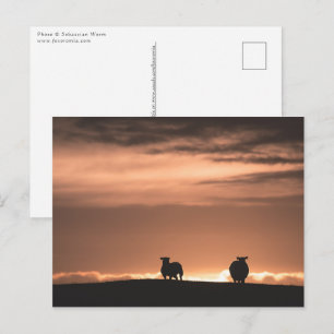 Lofoten Sunset Sheep Postkarte