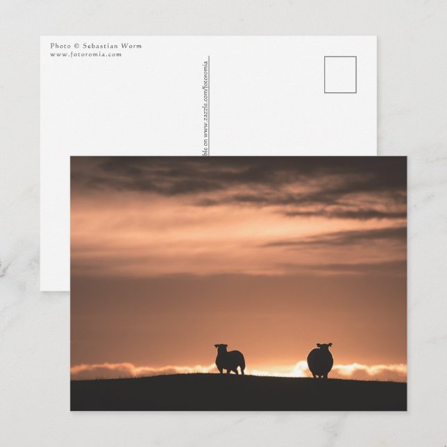 Lofoten Sunset Sheep Postkarte (Vorne/Hinten)