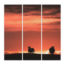 Lofoten Sunset Sheep