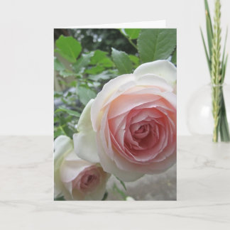 Loft Pink Pierre De Ronsard Rose Cards Einladung