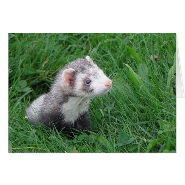 Logan (Vorderseite (Horizontal))