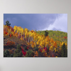 Logan Canyon in Utah im Herbst mit Vorbei Poster