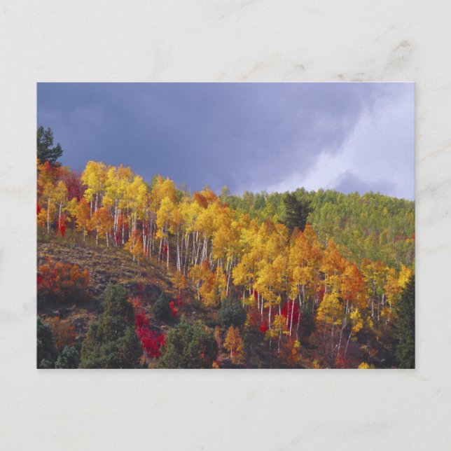 Logan Canyon in Utah im Herbst mit vorbei Postkarte (Vorderseite)