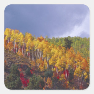 Logan Canyon in Utah im Herbst mit Vorbeiflug Quadratischer Aufkleber