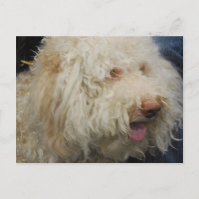 Logato Romagnolo Postcard Postkarte (Vorderseite)