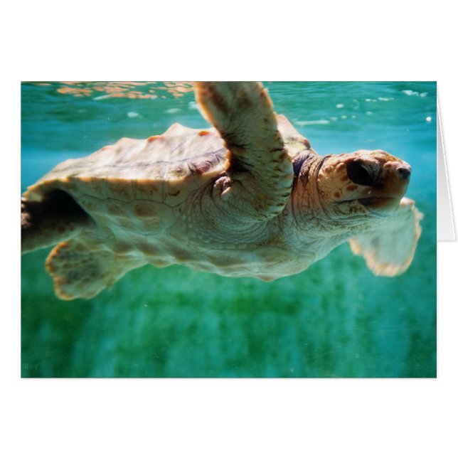 Loggerhead #1-Karte (Vorderseite (Horizontal))