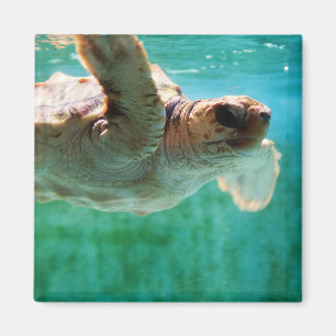 Loggerhead #1 magnet