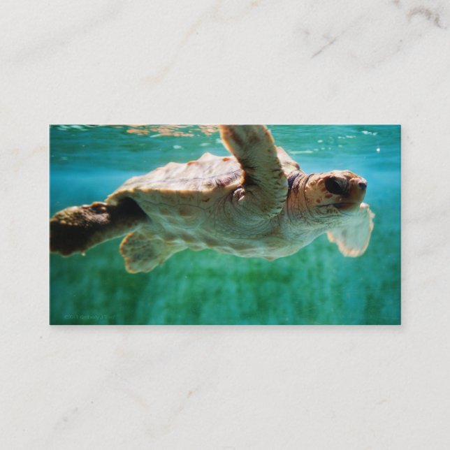 Loggerhead #1 Mini Print Visitenkarte (Vorderseite)