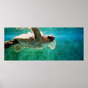 Loggerhead #1 Poster
