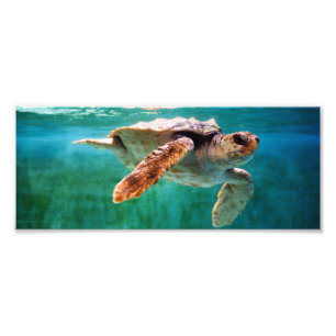 Loggerhead #2 Foto