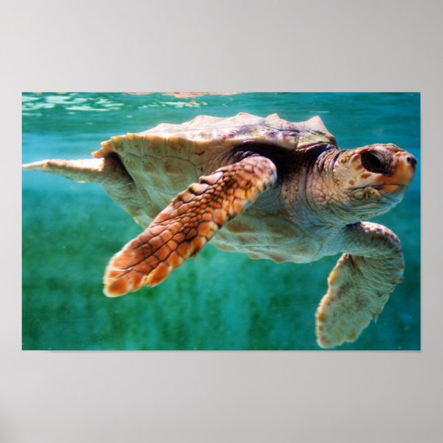 Loggerhead #2 Poster (Vorne)