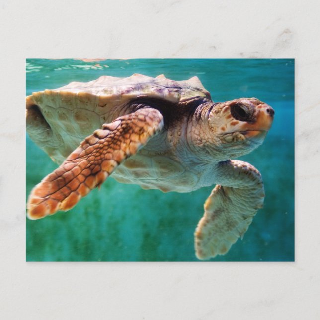 Loggerhead #2 Postkarte (Vorderseite)