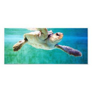 Loggerhead #3 Foto