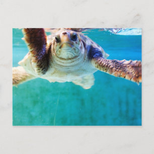 Loggerhead #4 Postkarte