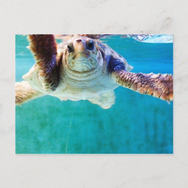 Loggerhead #4 Postkarte (Vorderseite)