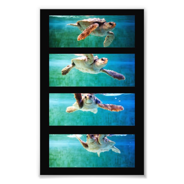 Loggerhead Sea Turtle Study Foto (Vorne)