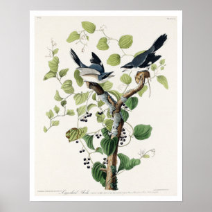 Loggerhead Shrike von Audubon Poster