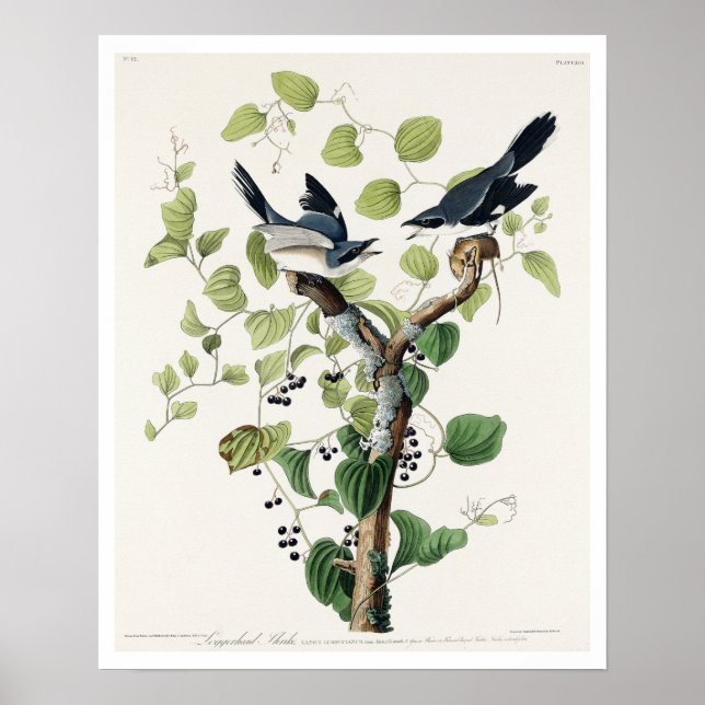 Loggerhead Shrike von Audubon Poster (Vorne)