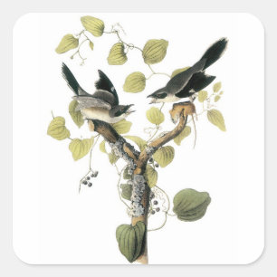 Loggerhead Shrike von Audubon Quadratischer Aufkleber