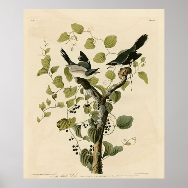 Loggerhead Shrike von Audubons Vögeln Amerikas Poster (Vorne)