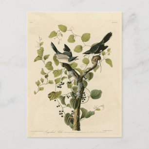 Loggerhead Shrike von Audubons Vögeln Amerikas Postkarte