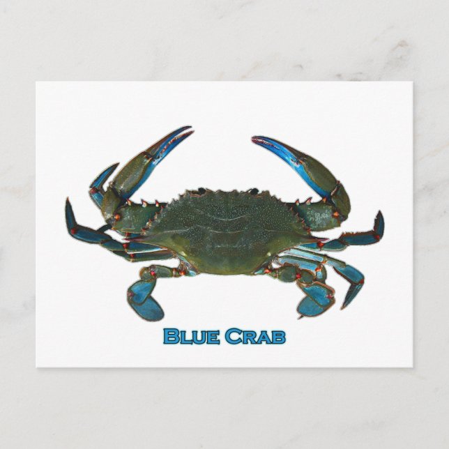 Logo von Atlantic Blue Crab Postkarte (Vorderseite)