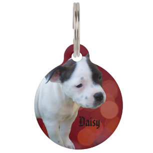 Logo von Staffy Daisy, Haustiermarke