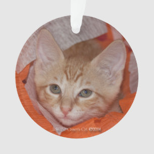 Loki in Orange u. in weißem Ornament