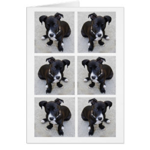 Loki-Welpen-Collagen-Karte