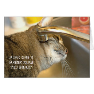 LOL Cat Card