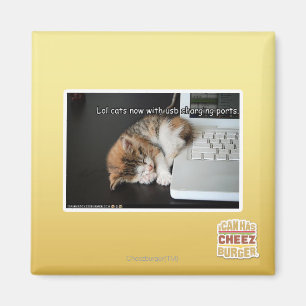 Lol Katzen mit USB Magnet