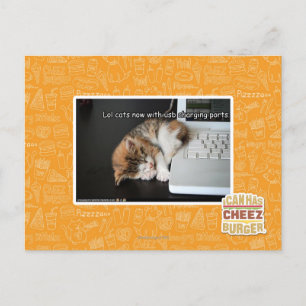 Lol Katzen mit USB Postkarte