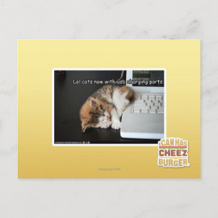 Lol Katzen mit USB Postkarte