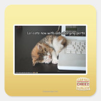 Lol Katzen mit USB