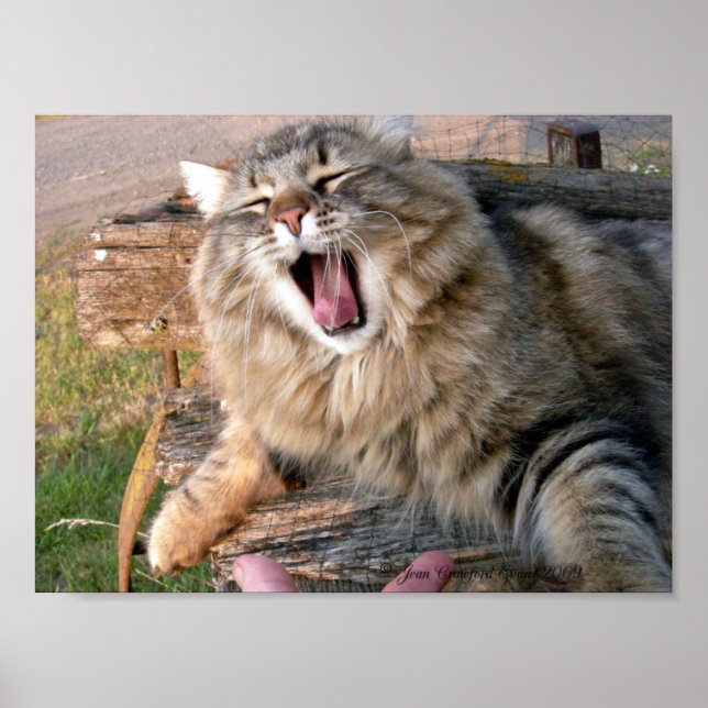 LOL Maine Coon Poster (Vorne)