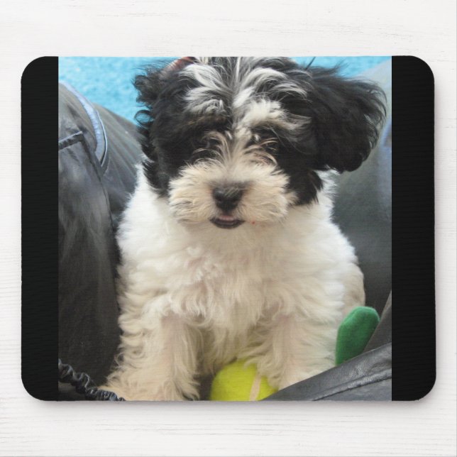 Lola ein geretteter Havanese Welpe Mousepad (Vorne)
