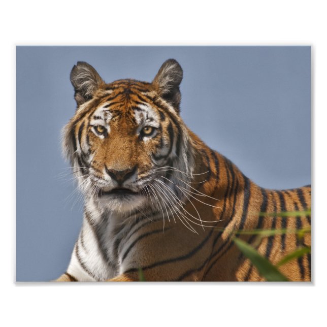 Lola Print Fotodruck (Vorne)