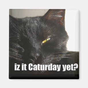 LOLCat 2 Magnet