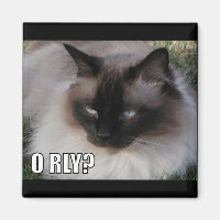LOLCat 4