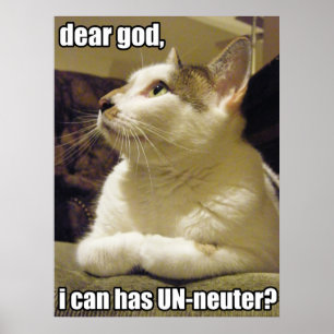 LOLcat - lieber Gott Poster