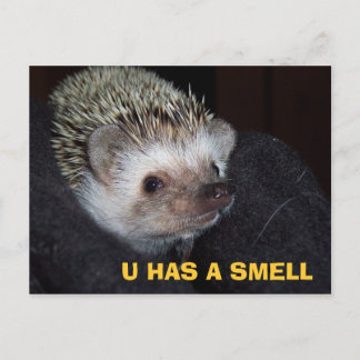 LOLHog PostCard Postkarte