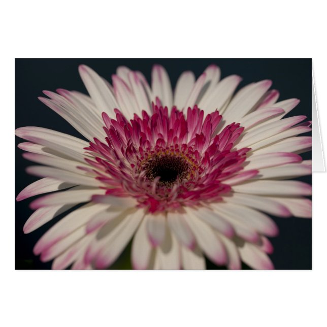 Lollipop Gerbera (Vorderseite (Horizontal))